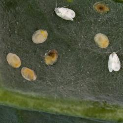 Aleyrodes protelella (=A. brassicae), plaga