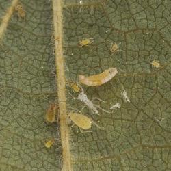 Aphidoletes aphidimyza, plaga