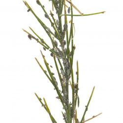 Brachycorynella asparagi, plaga
