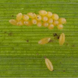 Coccinella septempunctata, plaga