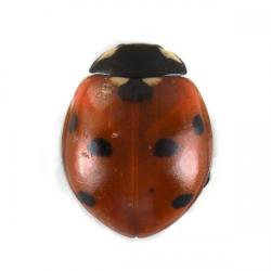 Coccinella septempunctata, plaga