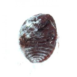 Dactylopius opuntiae, plaga