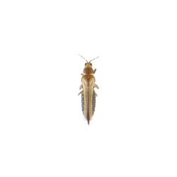 Frankliniella occidentalis, plaga