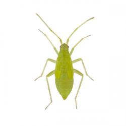 Macrolophus pygmaeus, M. caliginosus, plaga