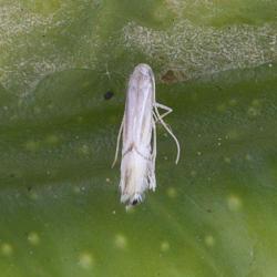Phyllocnistis citrella, plaga