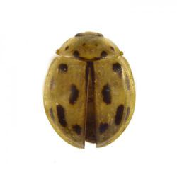 Propylea quatuordecimpunctata, plaga