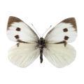 Lepidoptera / Pieridae