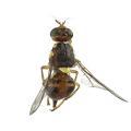 Diptera / Tephritidae