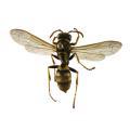 Hymenoptera / Vespidae
