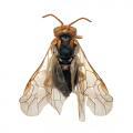 Hymenoptera / Tenthredinidae