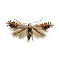Leucoptera malifoliella 