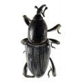 Coleoptera / Curculionidae