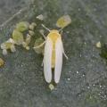 Homoptera / Aleyrodidae