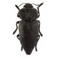 Coleoptera / Buprestidae
