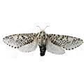 Lepidoptera / Cossidae