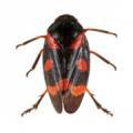 Homoptera / Cercopidae