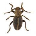 Coleoptera / Cerambycidae