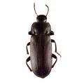Coleoptera / Tenebrionidae