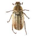 Coleoptera / Scarabaeidae