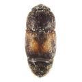 Coleoptera / Nitidulidae