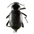 Coleoptera / Tenebrionidae