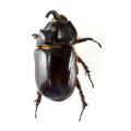 Coleoptera / Scarabaeidae