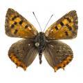 Lepidoptera / Lycaenidae