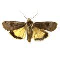 Lepidoptera / Noctuidae