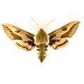Lepidoptera / Sphingidae