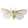 Lepidoptera / Arctidae