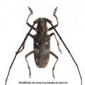 Coleoptera / Cerambycidae