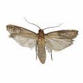 Lepidoptera / Pyralidae