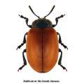 Coleoptera / Chrysomelid.