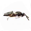 Hymenoptera / Eulophidae